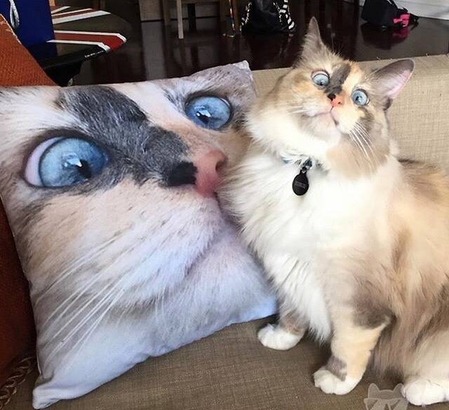Content Image
