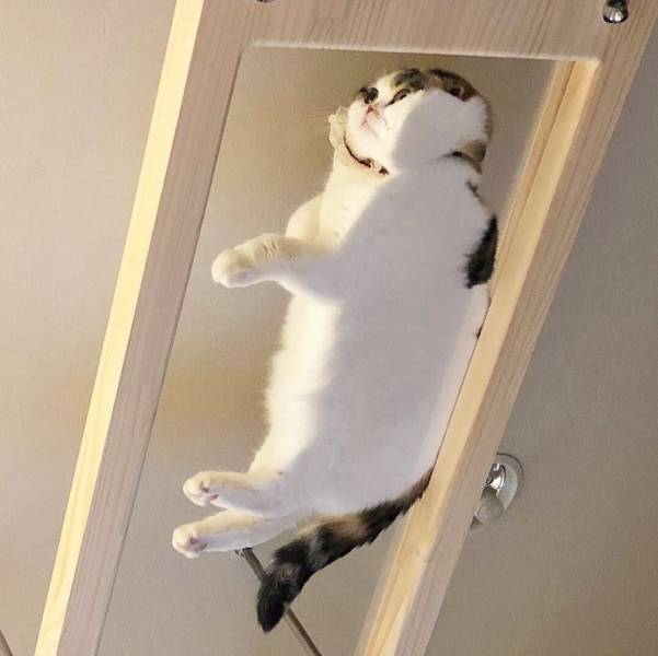 Content Image