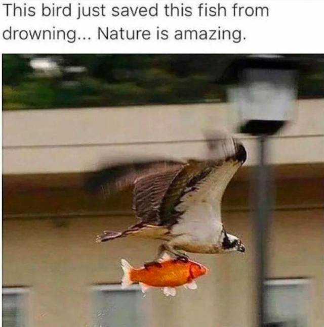 Content Image
