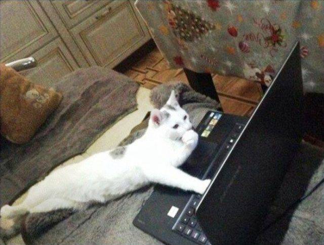 Content Image
