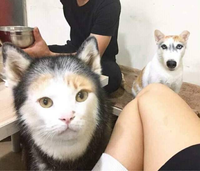 Content Image