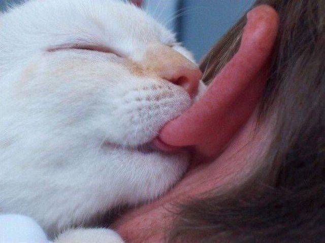 Content Image