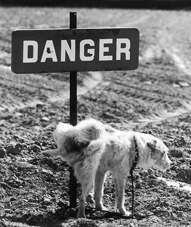 Daily Picdump