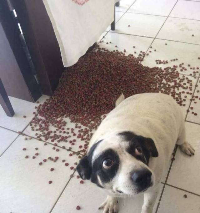 Content Image