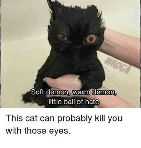 Funny Picdump