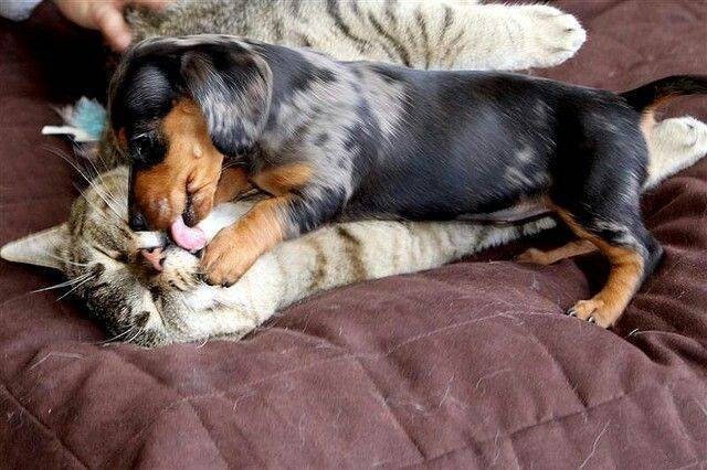 Daily Picdump