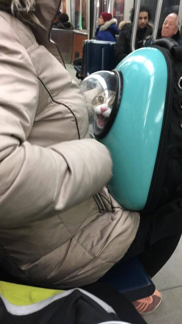 Content Image
