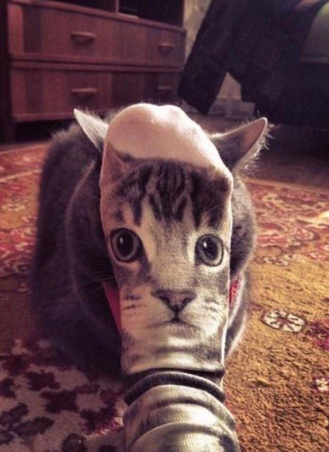 Morning Picdump