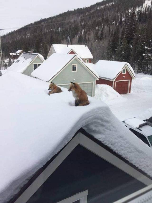 Daily Picdump