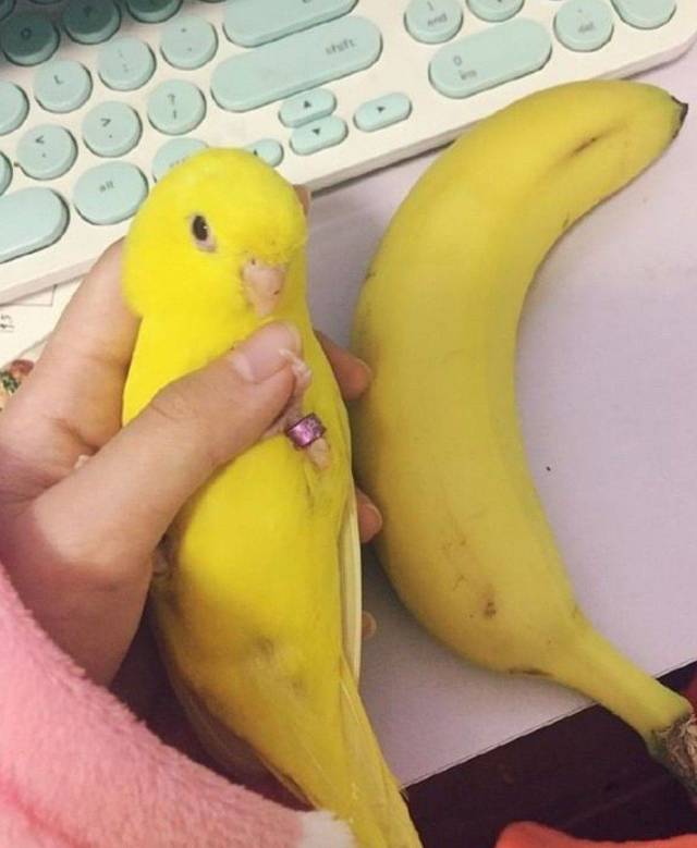 Content Image