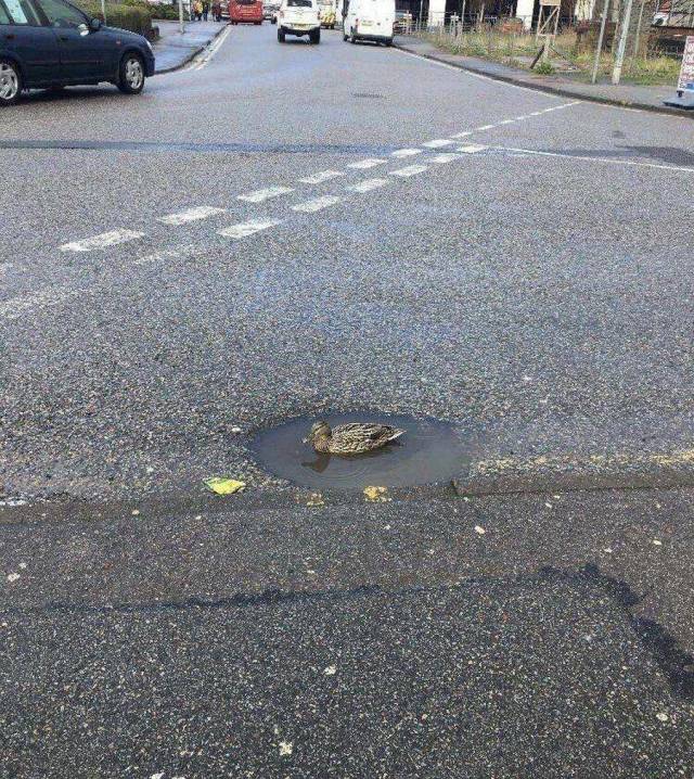 Content Image