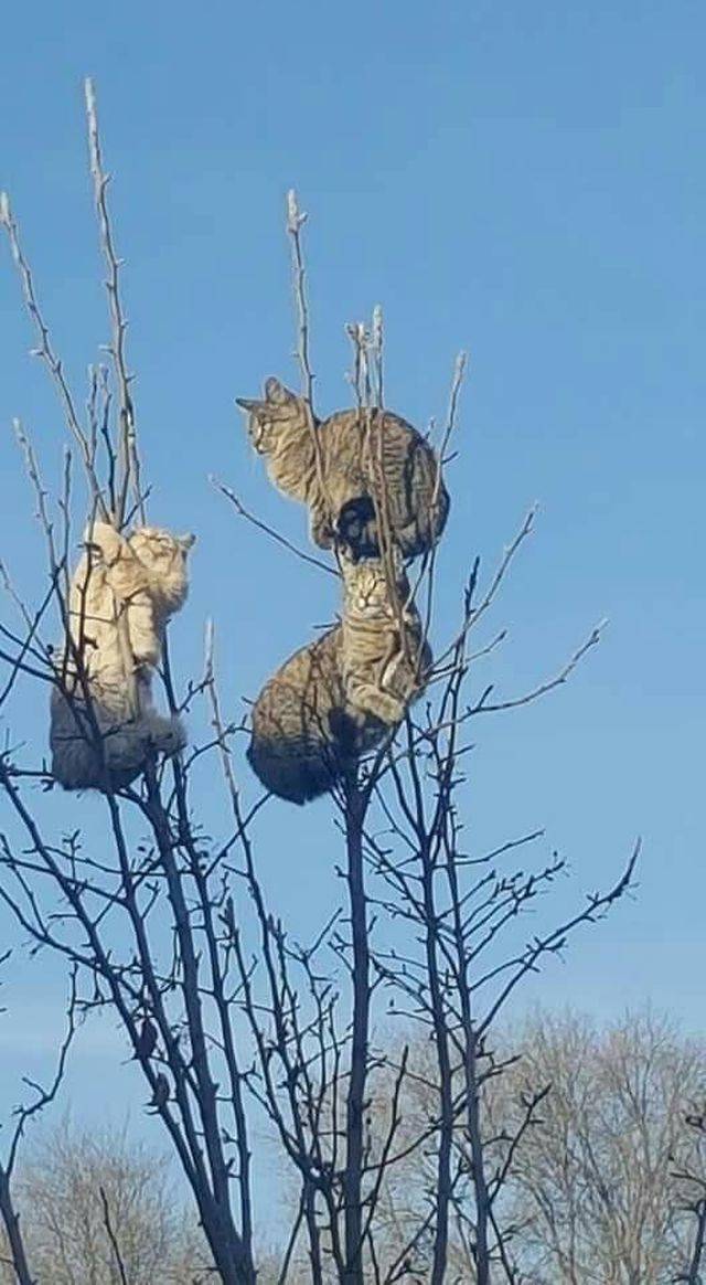 Content Image