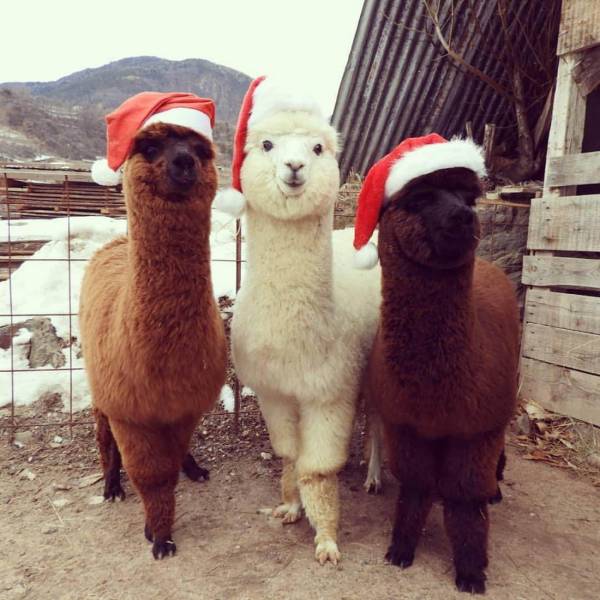 Daily Picdump