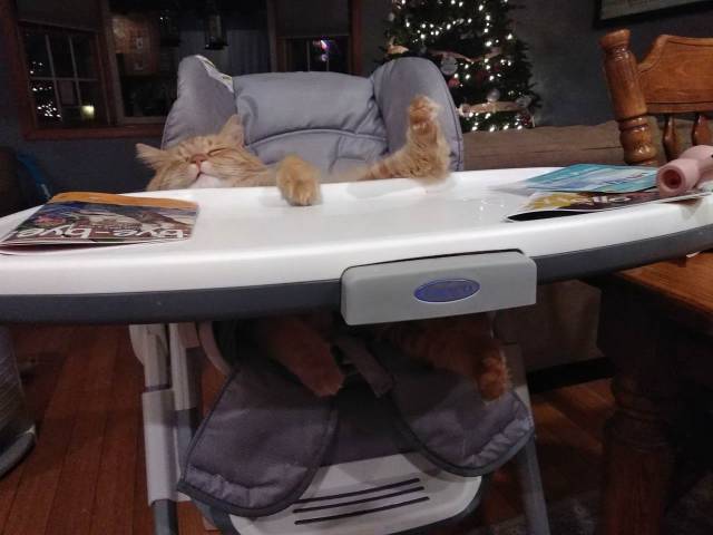 Content Image
