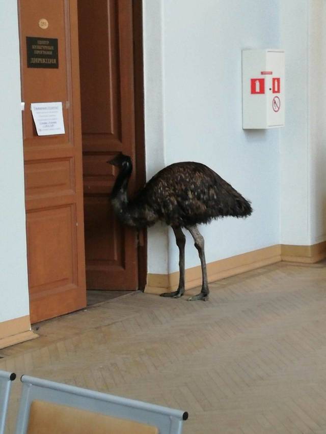 Content Image