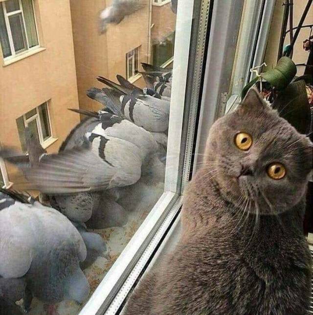 Content Image
