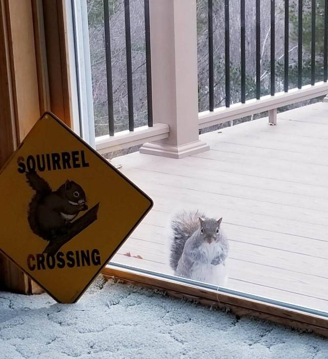 Content Image