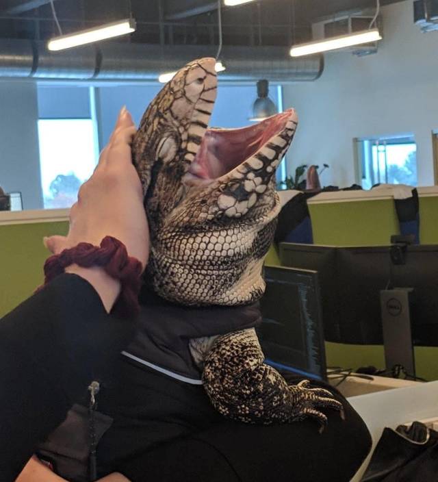 Content Image