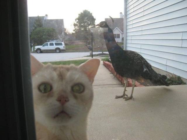 Daily Picdump