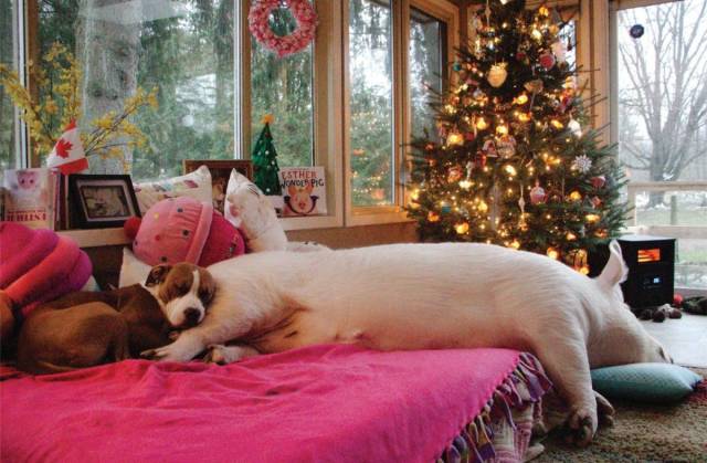Daily Picdump