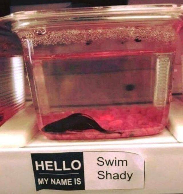 Content Image