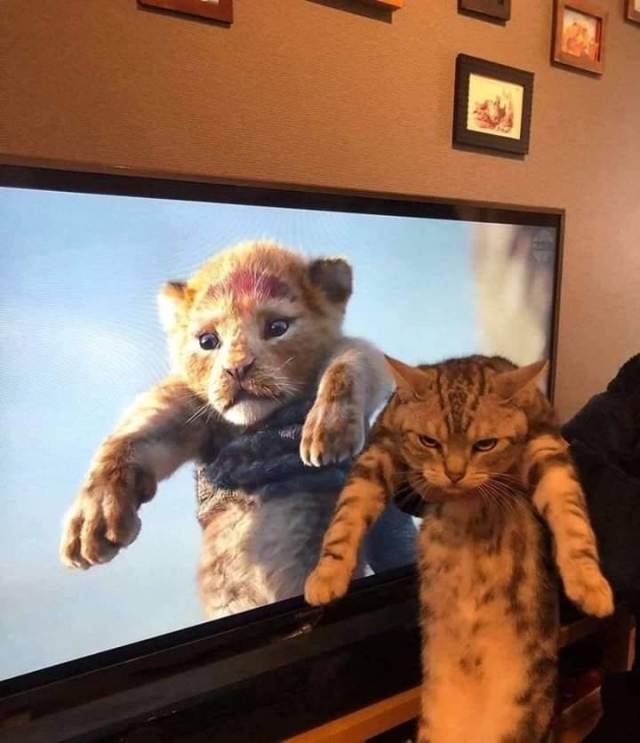Content Image