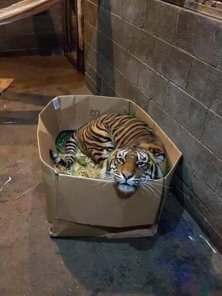 Content Image