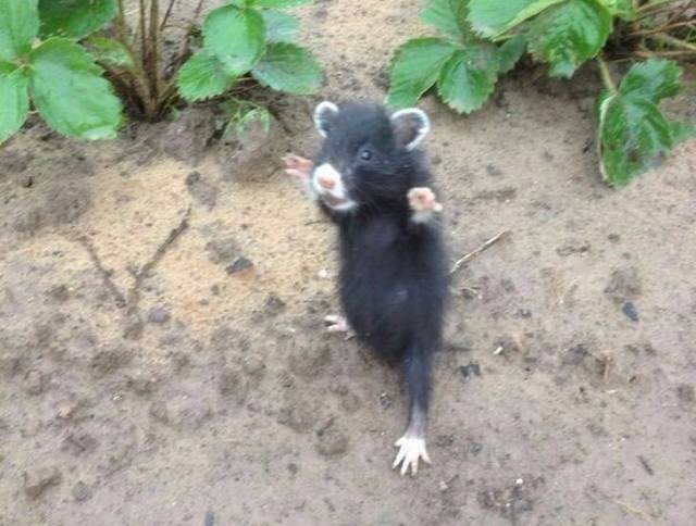 Content Image