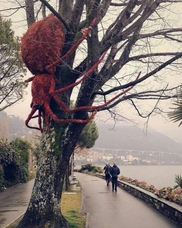 Content Image