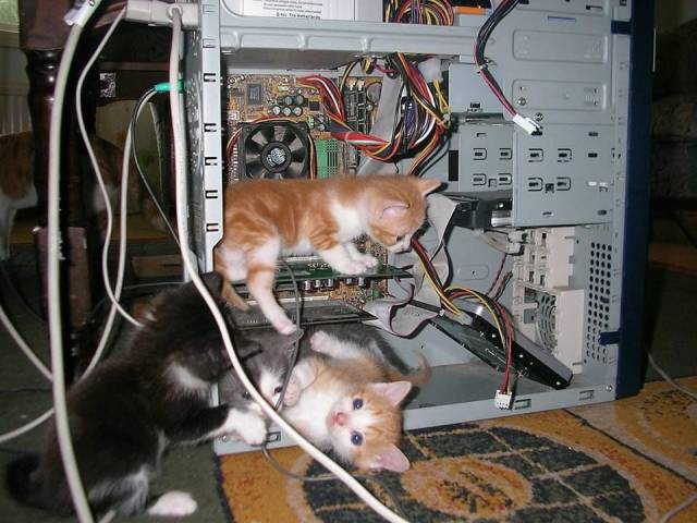 Content Image