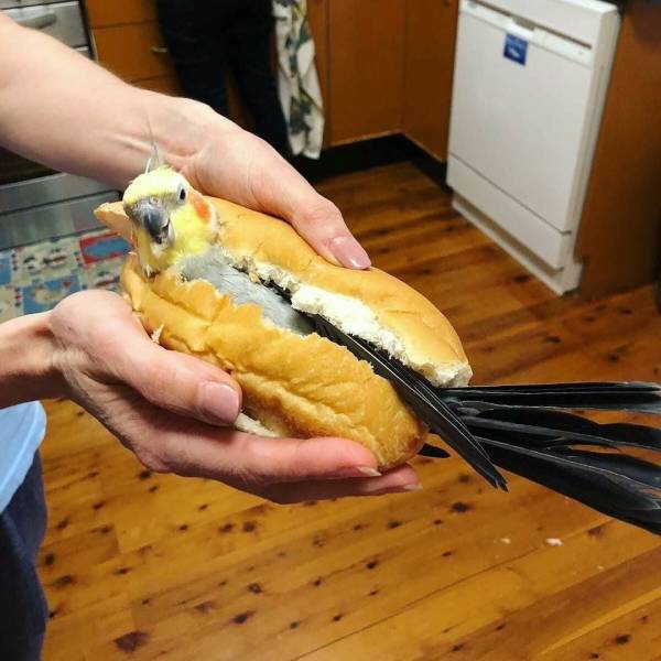 Content Image