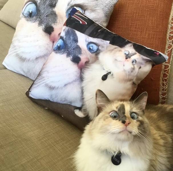 Content Image