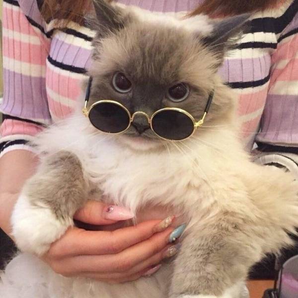 Content Image