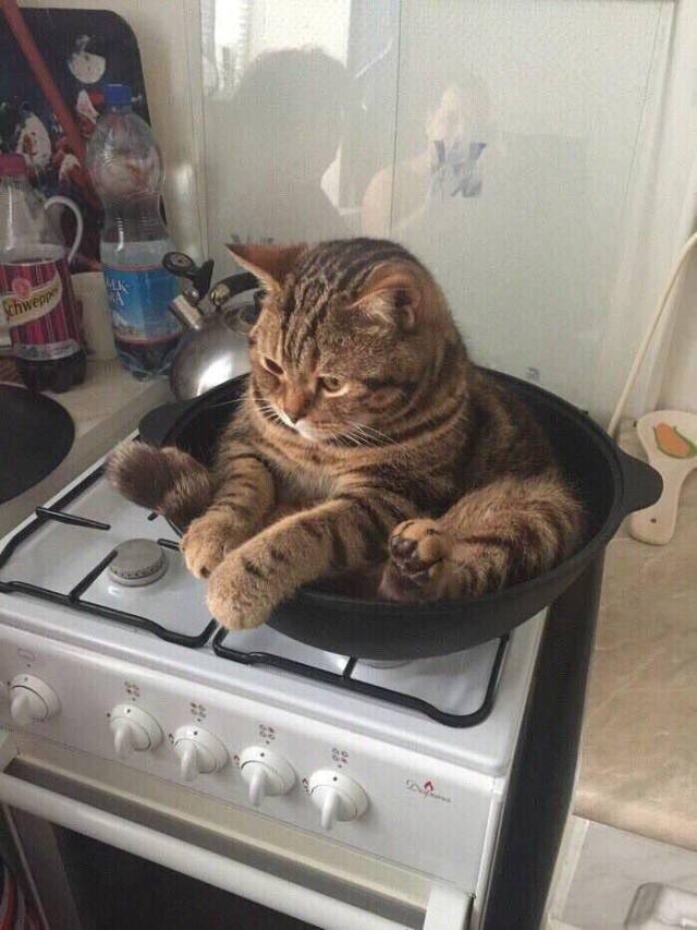 Content Image
