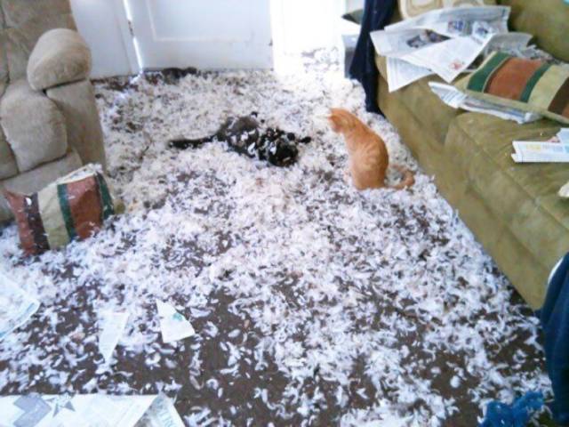 Daily Picdump [WEEKEND EDITION]
