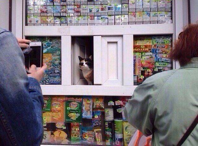 Content Image
