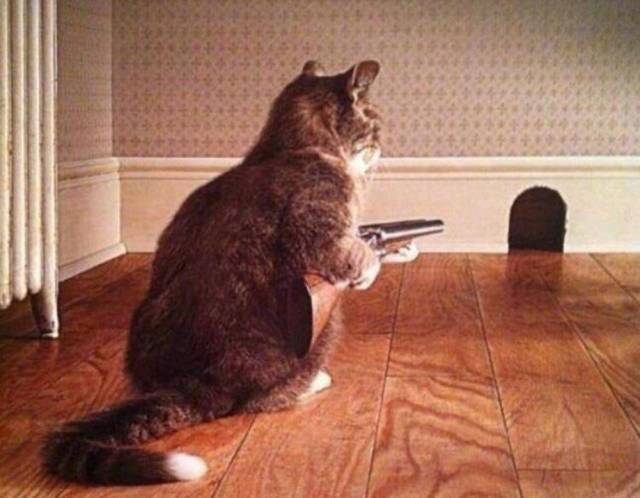 Content Image