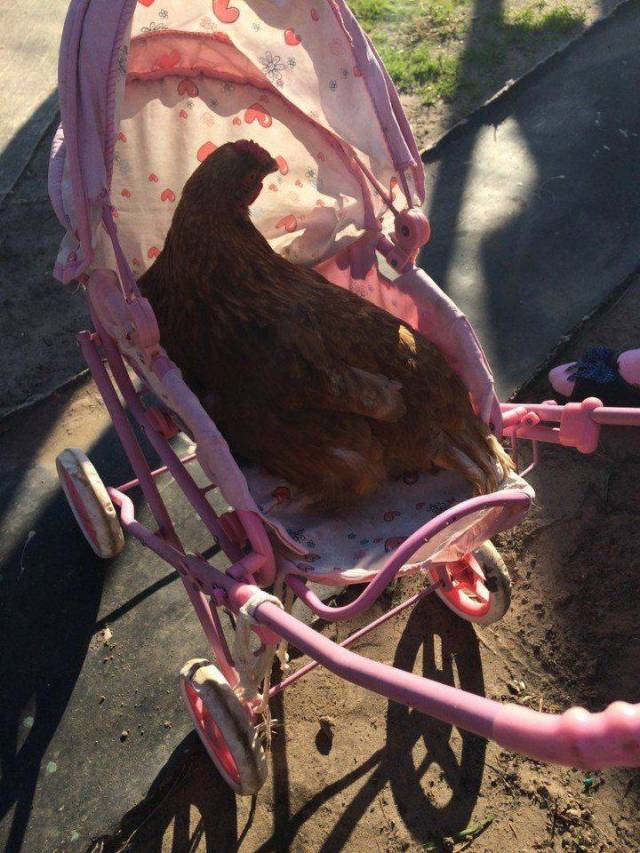 Content Image