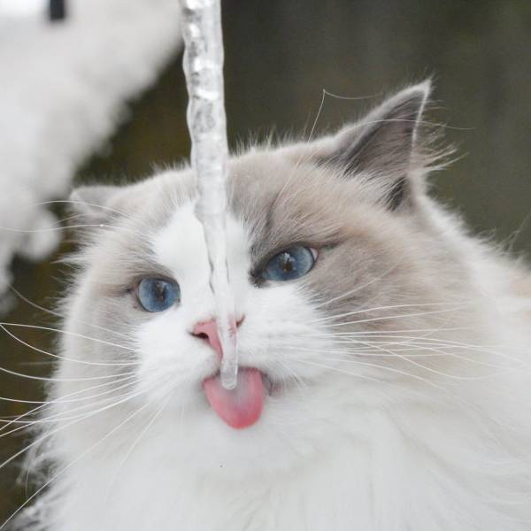 Content Image