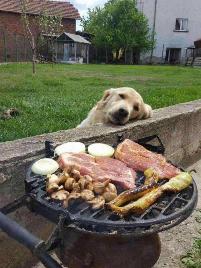 Daily Picdump