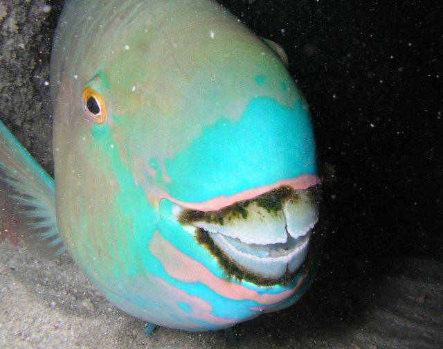 Content Image
