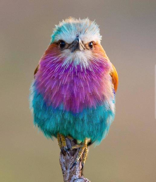Content Image