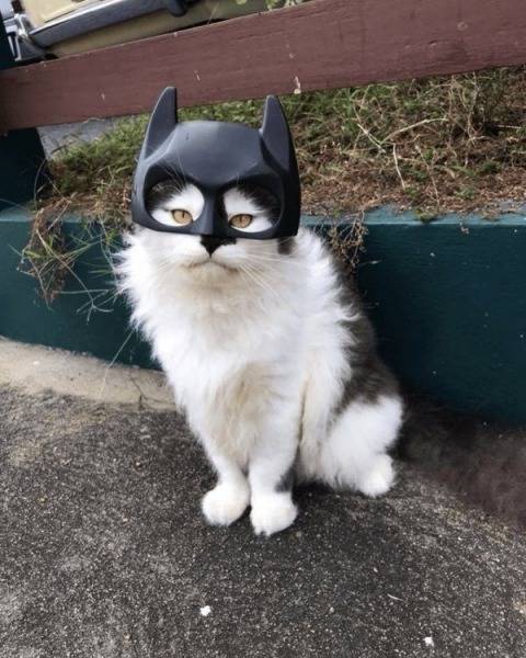 Content Image