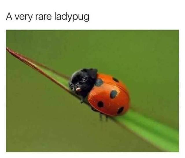 Content Image