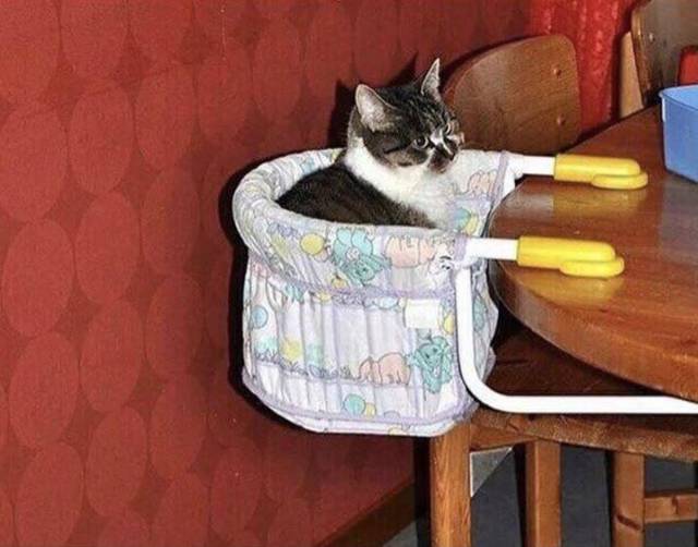 Content Image