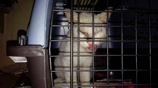 This Cat Wasn’t Actually Blind!