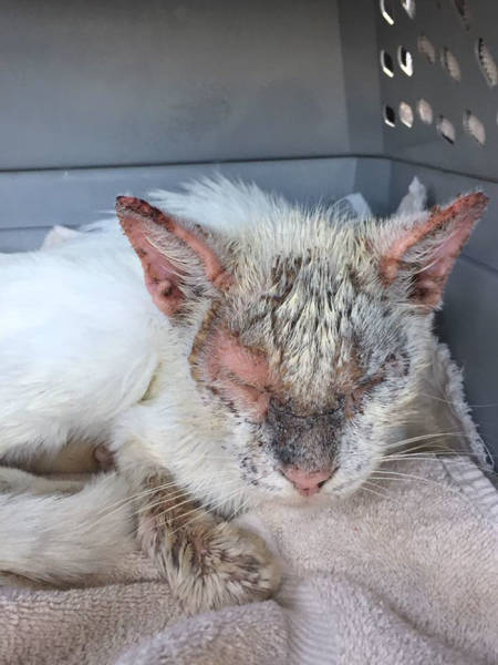 This Cat Wasn’t Actually Blind!