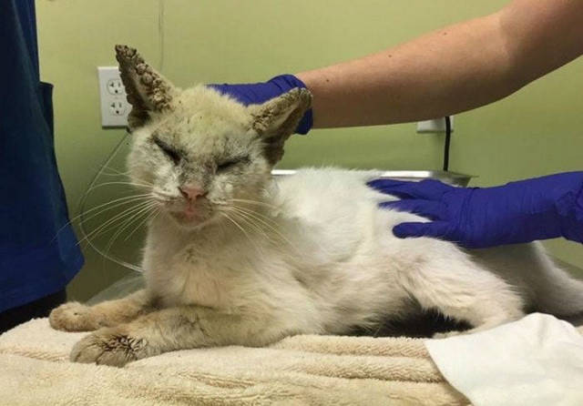 This Cat Wasn’t Actually Blind!