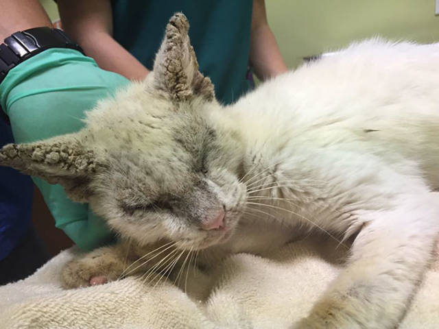 This Cat Wasn’t Actually Blind!