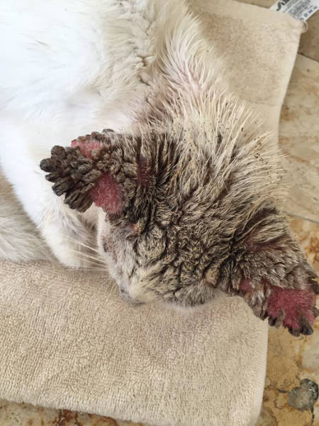 This Cat Wasn’t Actually Blind!